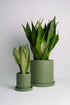Sansevieria Moonshine - Image 3