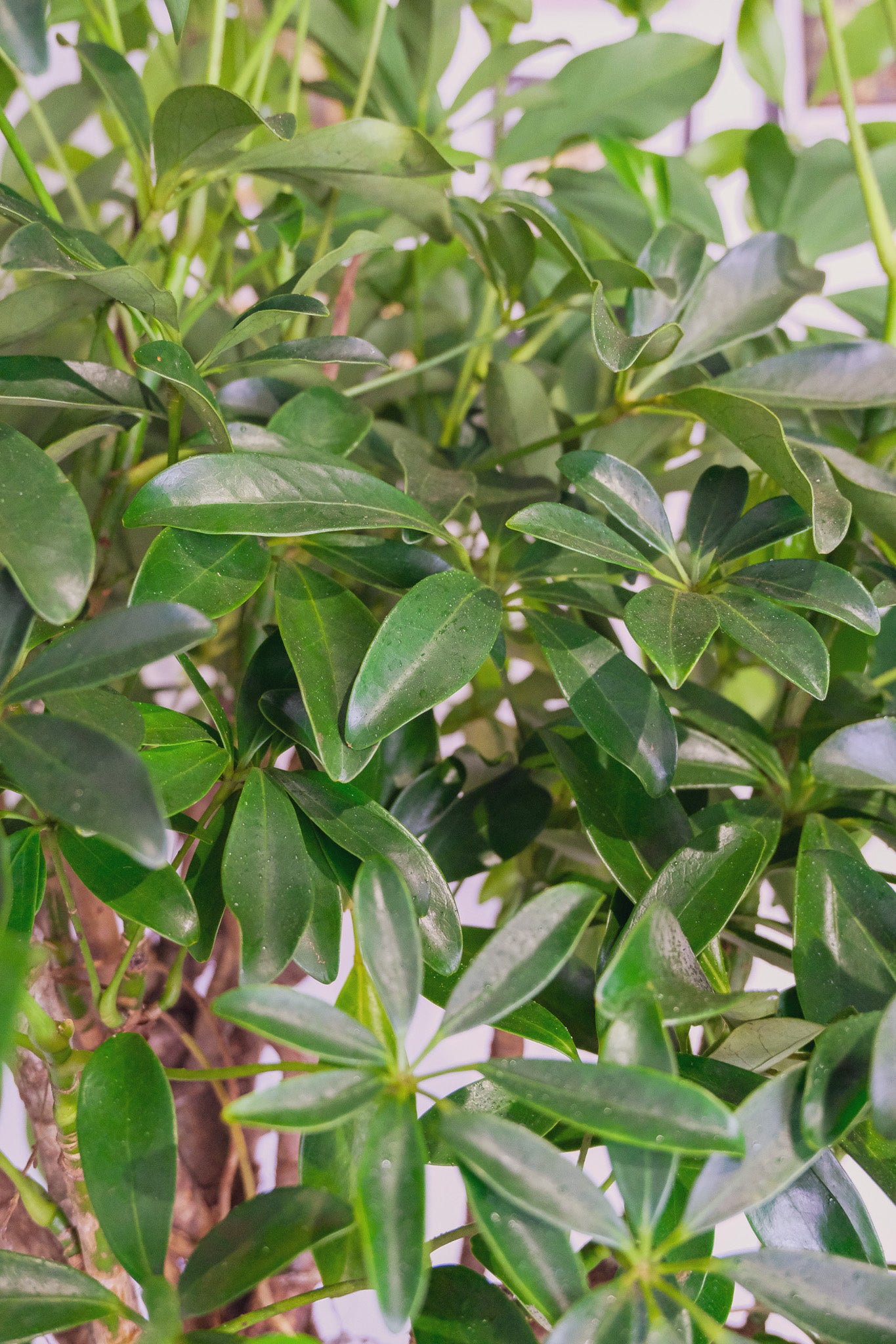 Schefflera Compacta - Image 3