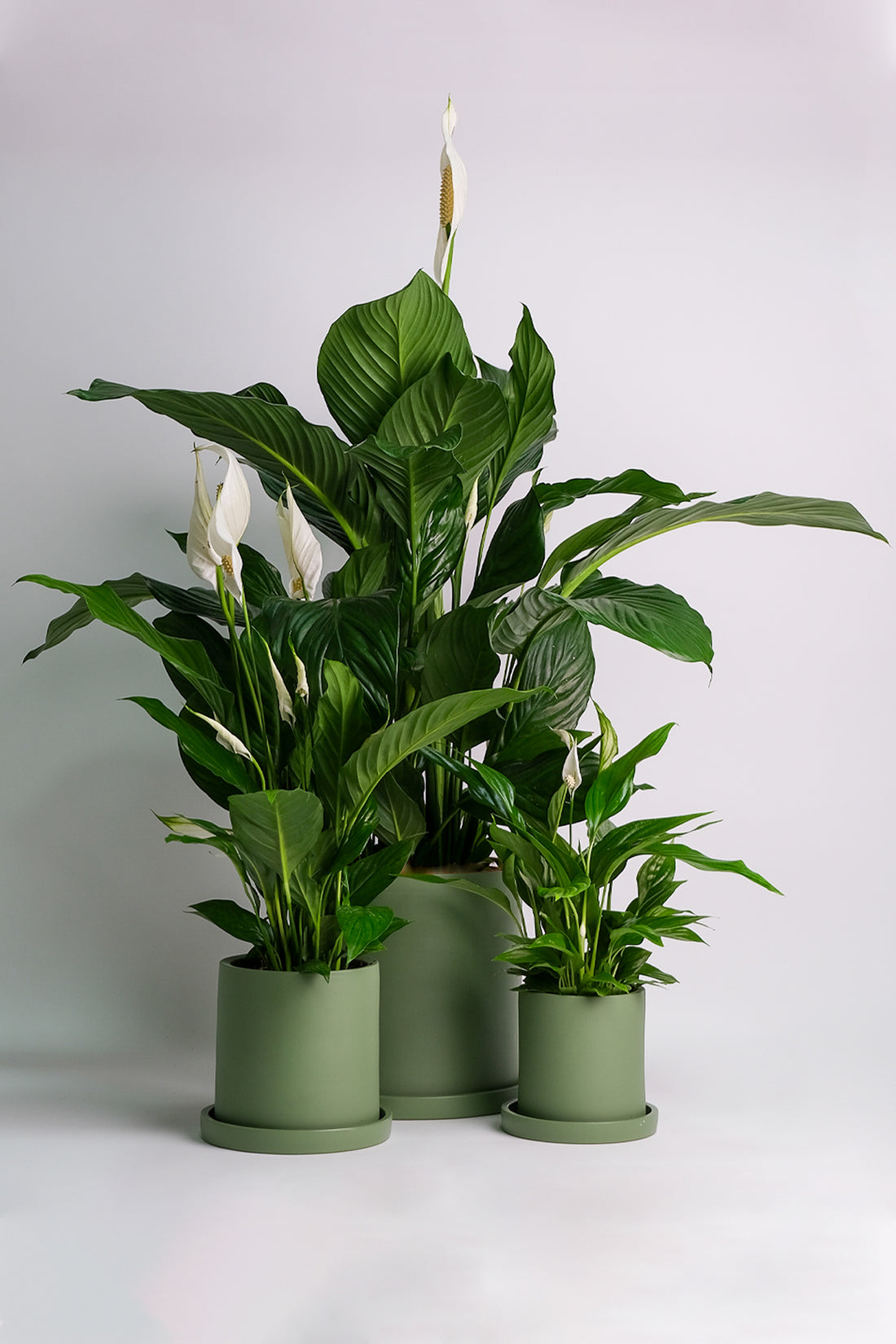 Spathiphyllum - Image 3