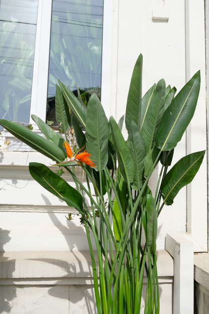 Strelitzia Reginae - Image 18
