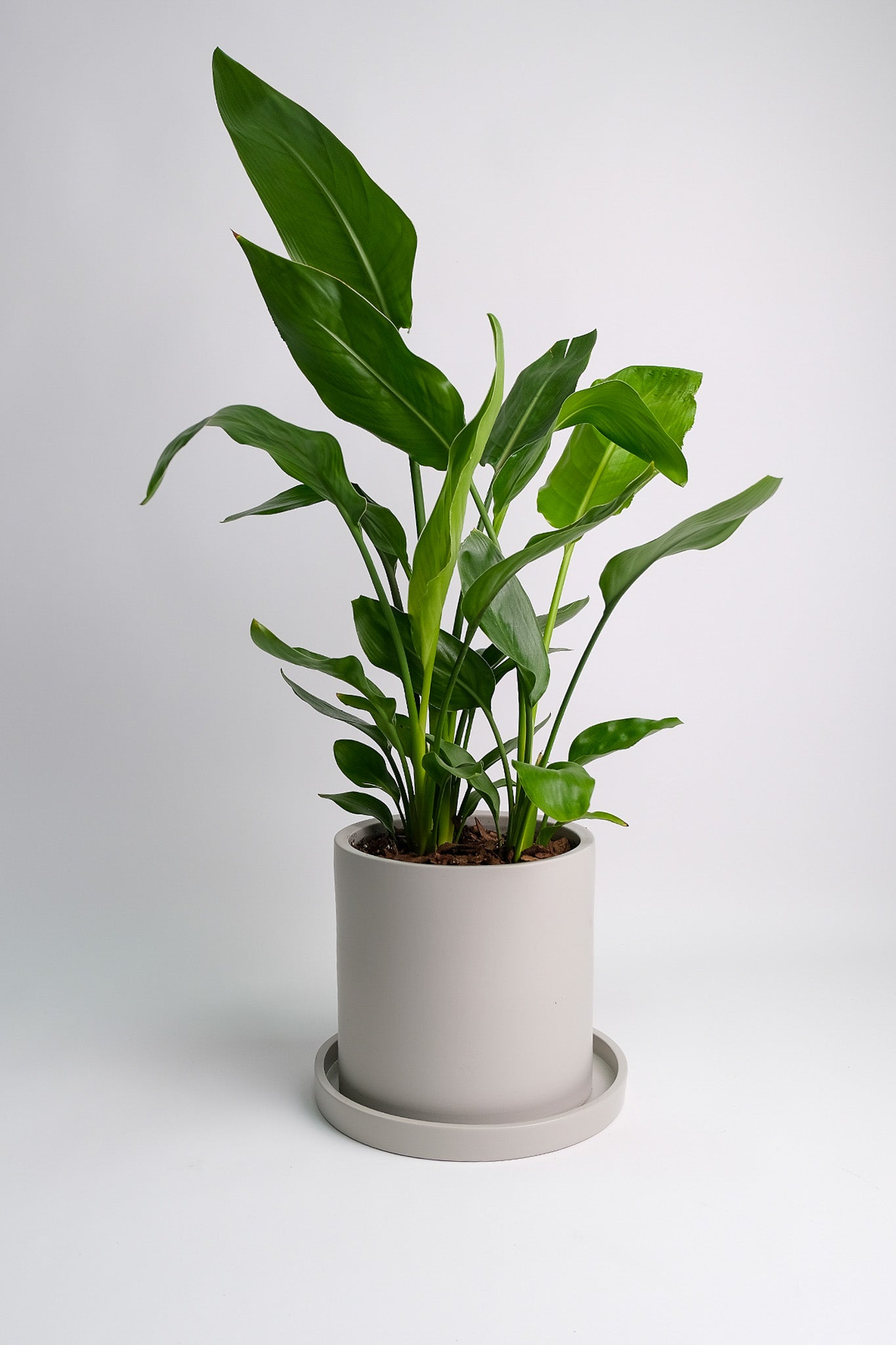 Strelitzia Reginae - Image 3