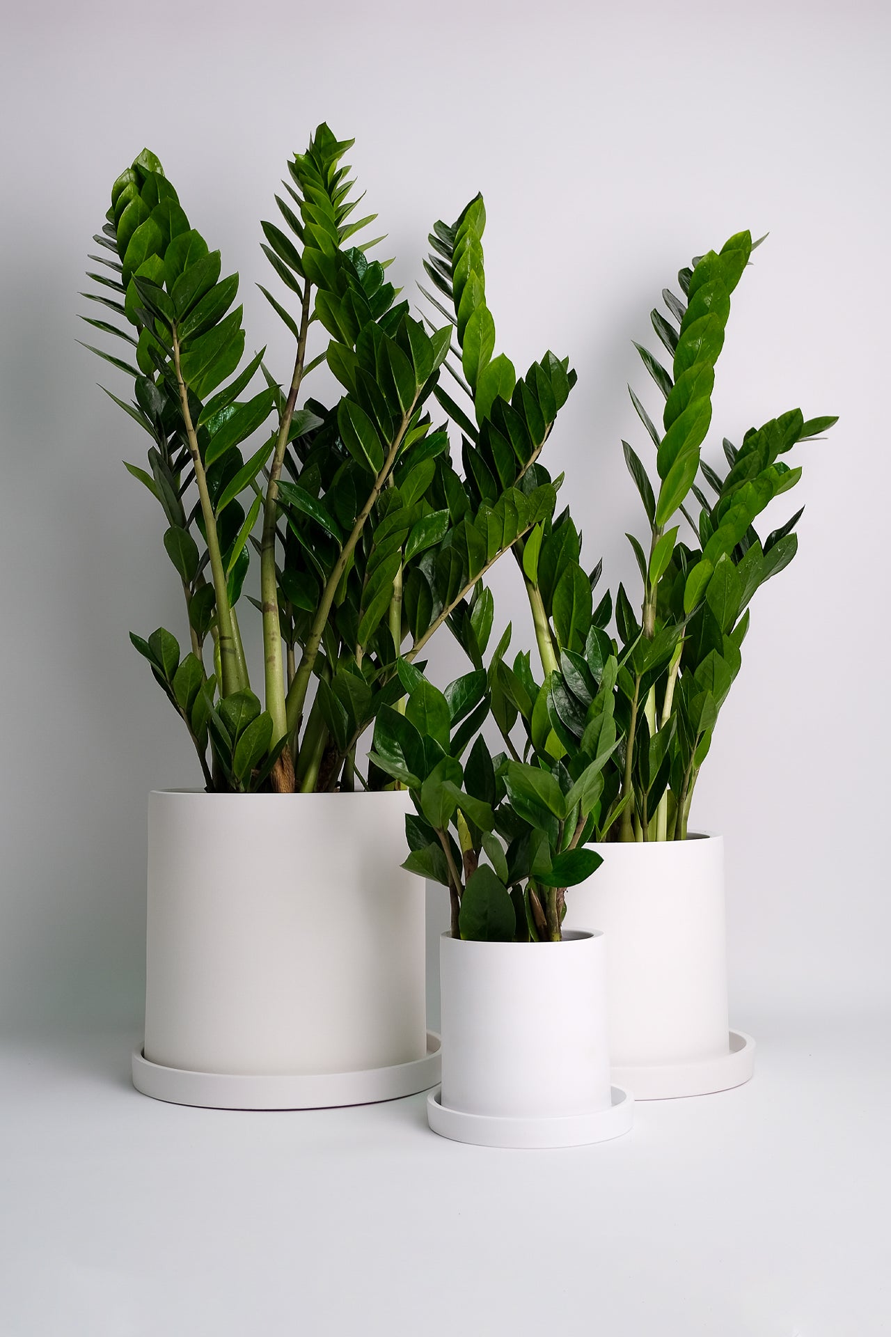 Zamioculcas - 3