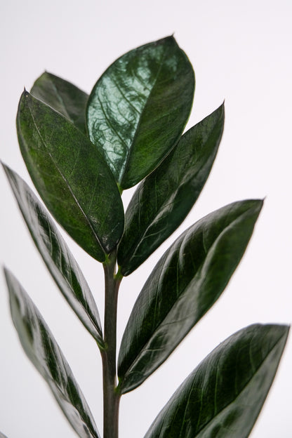 Zamioculcas Raven - 3