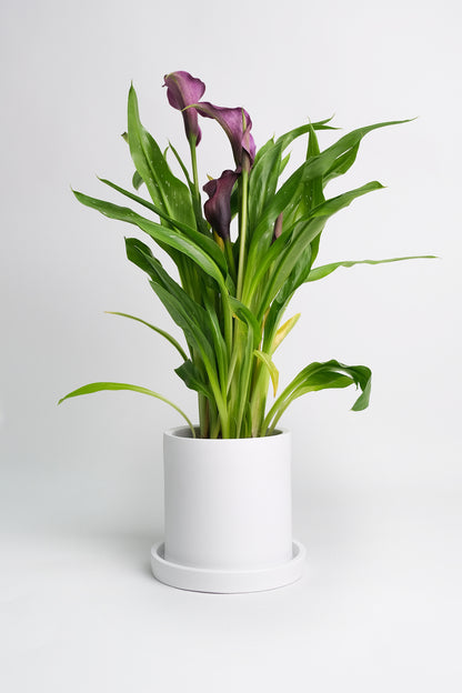 Calla mix - Image 3