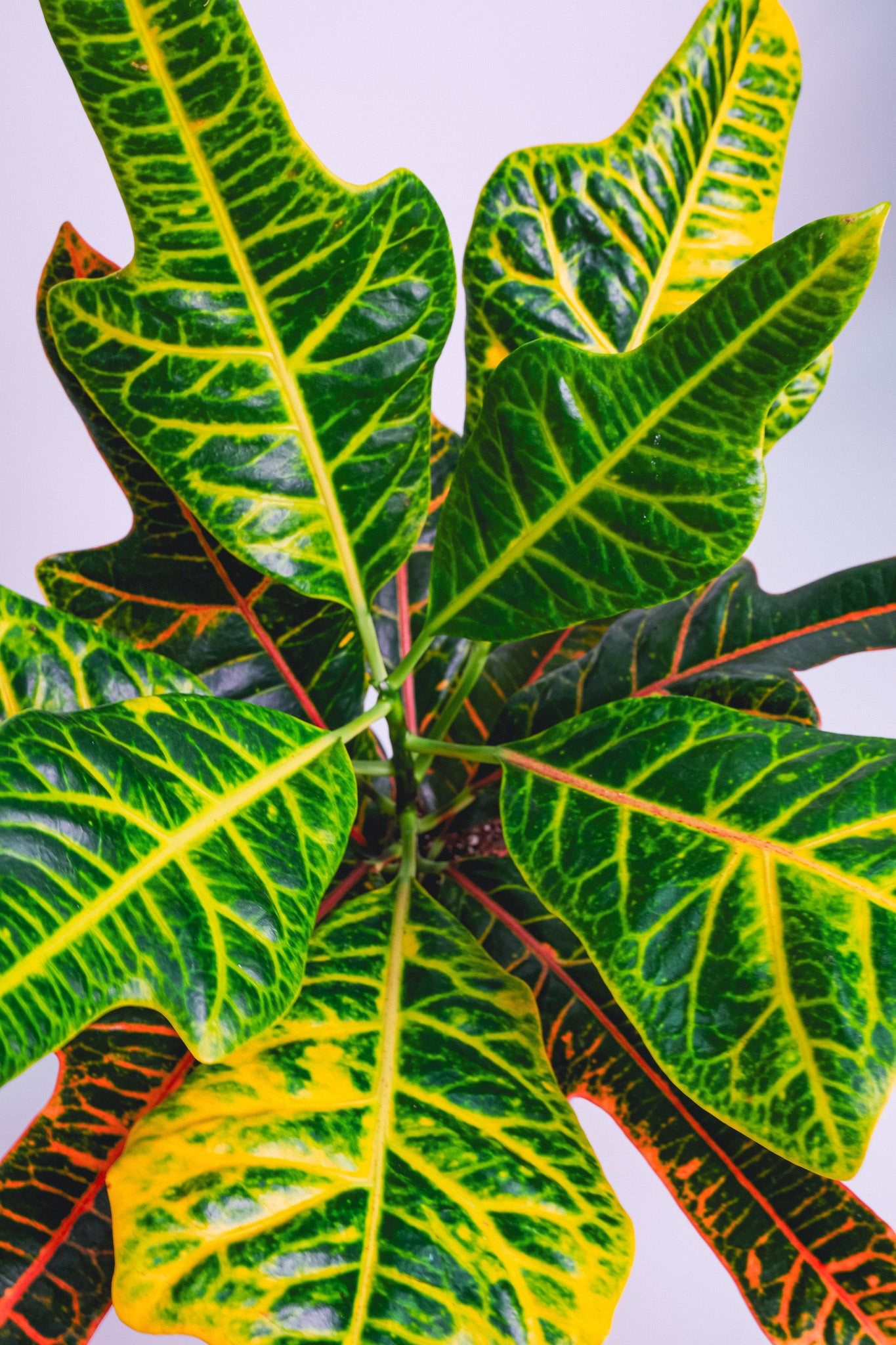 Croton Excellent - Image 3