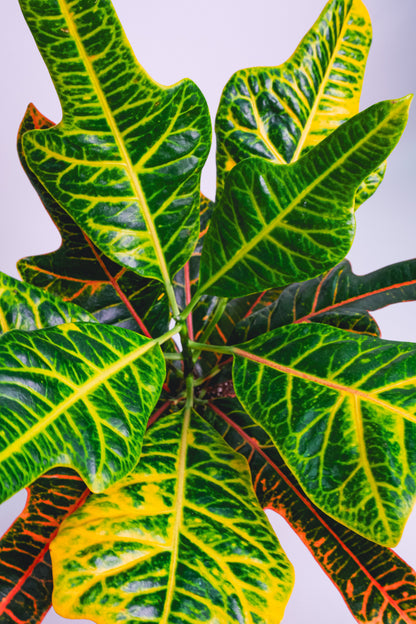 Croton Excellent - Image 3