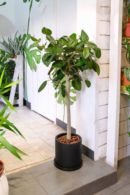 Ficus Audrey on Stem - Image 3