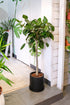 Ficus Audrey on Stem - Image 3