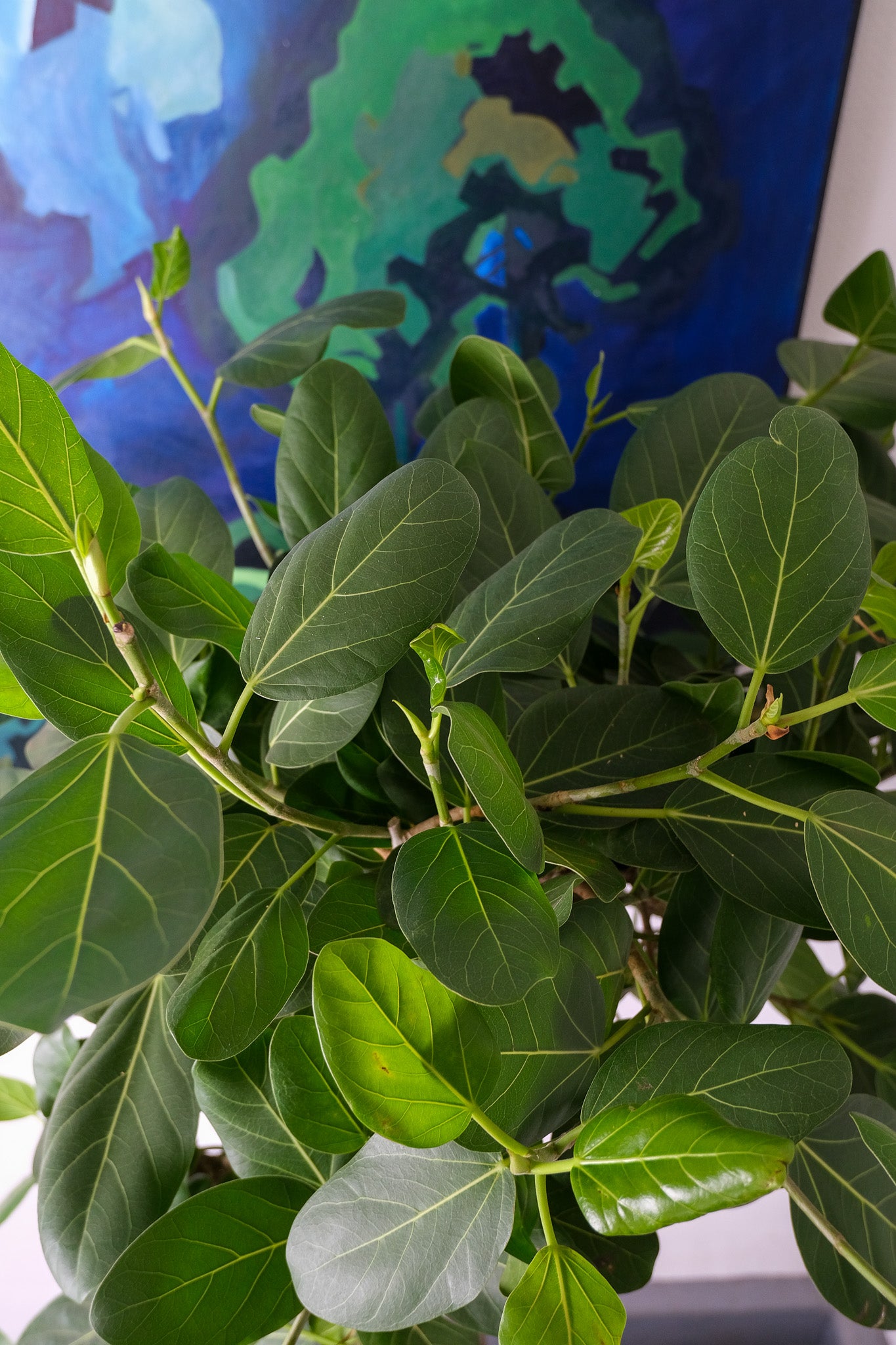 Ficus Audrey on Old Stem - Image 3