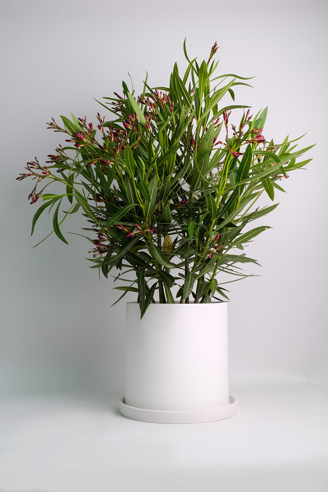 Nerium Oleander - 02_oleandru mix.jpg