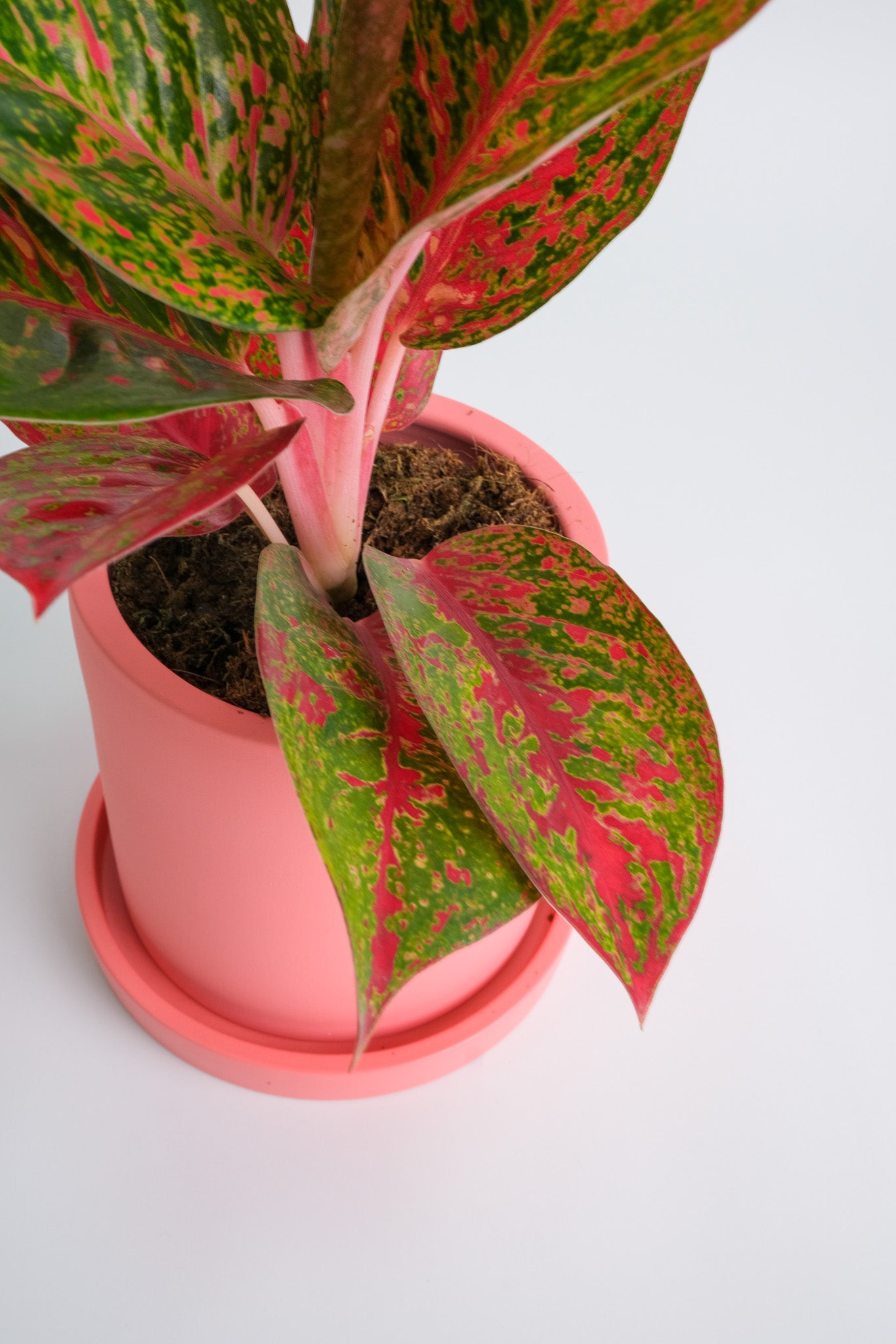 Aglaonema Red Sprinkles