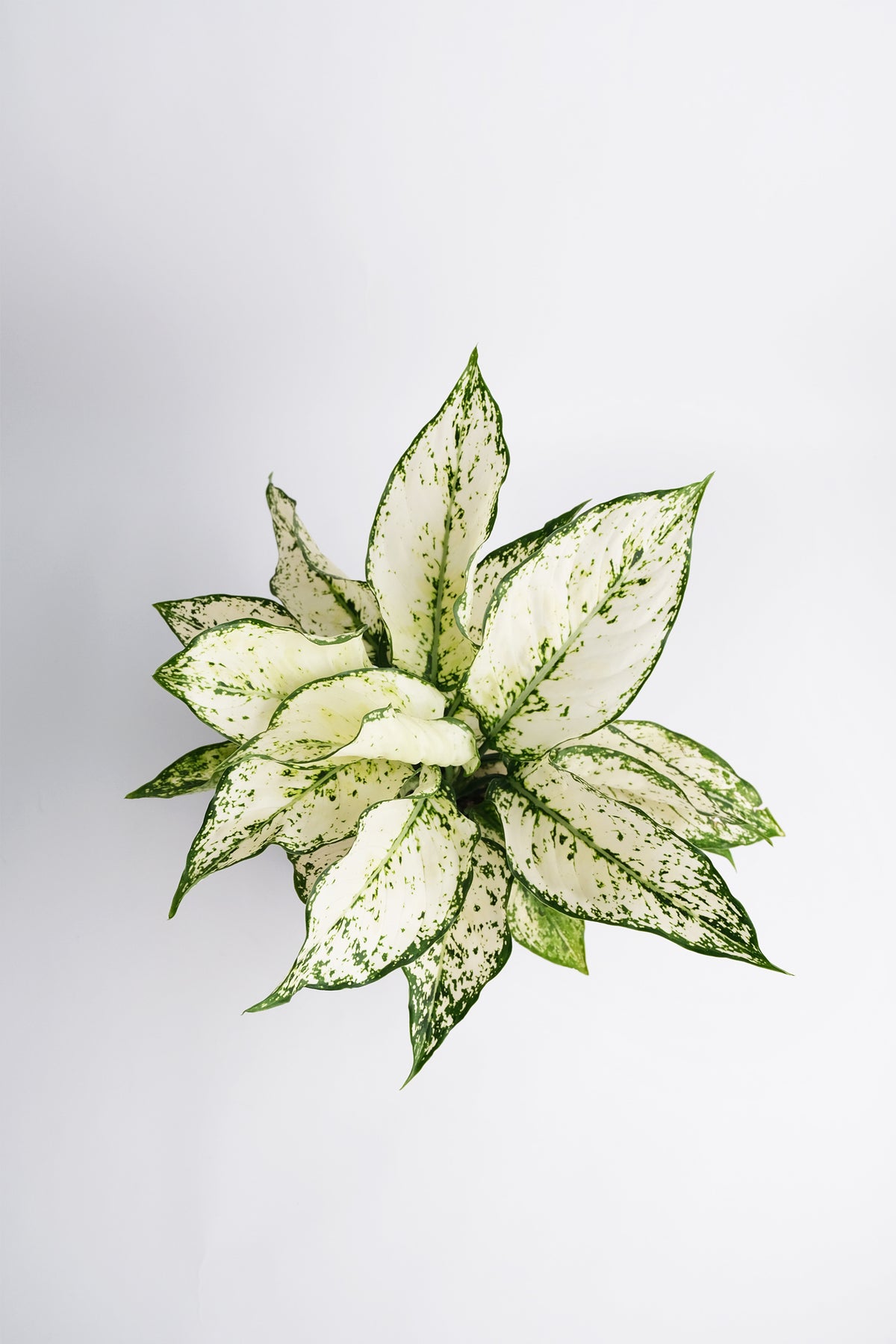 Aglaonema White Kiwi - 4