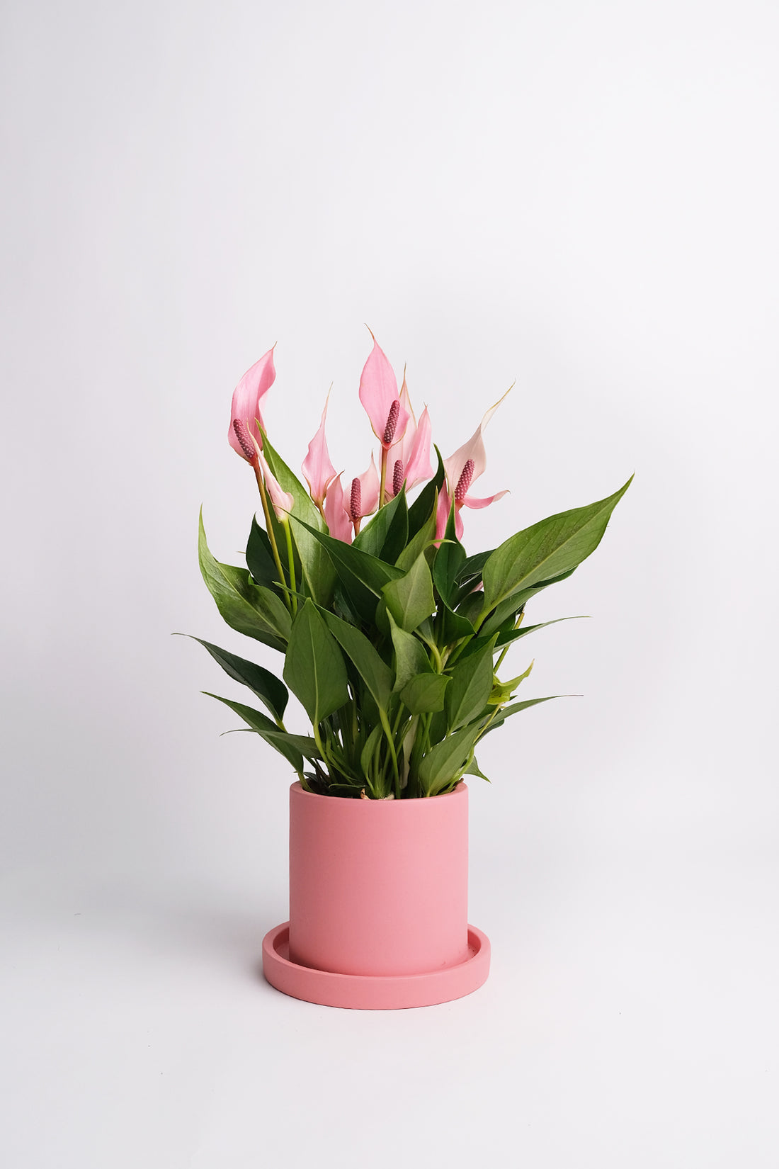 Anthurium Lilli - 03_Anthuriul Lilli.jpg