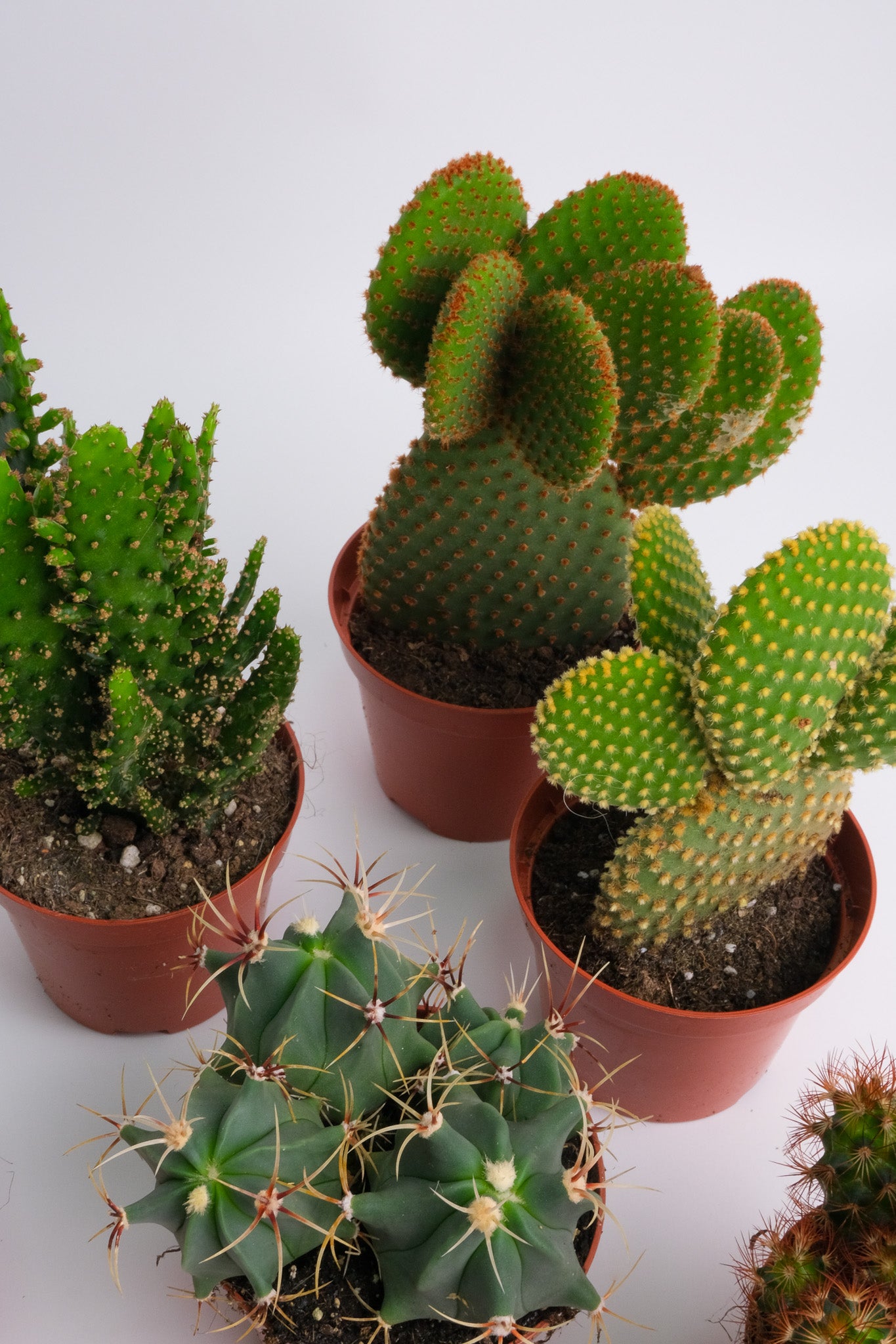 Cactus Mix - Image 4