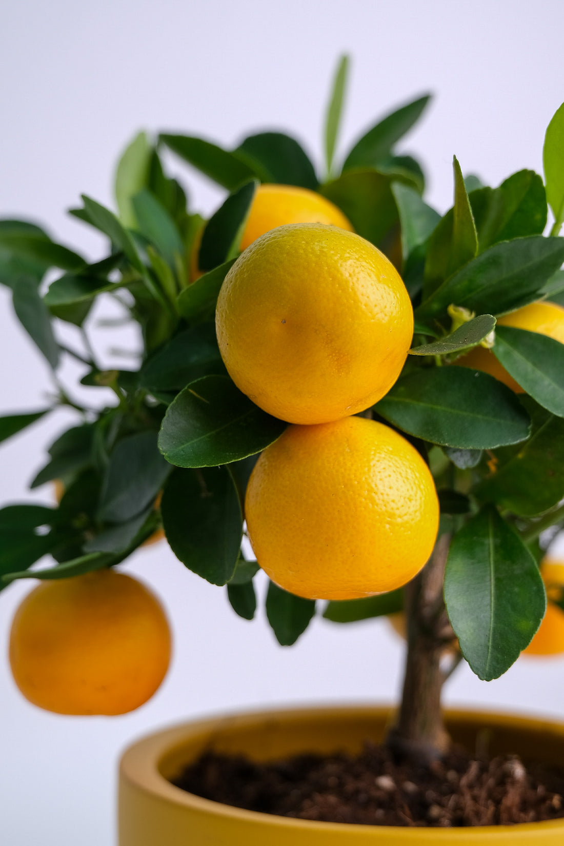 Citrus Calamondin bush - Image 4