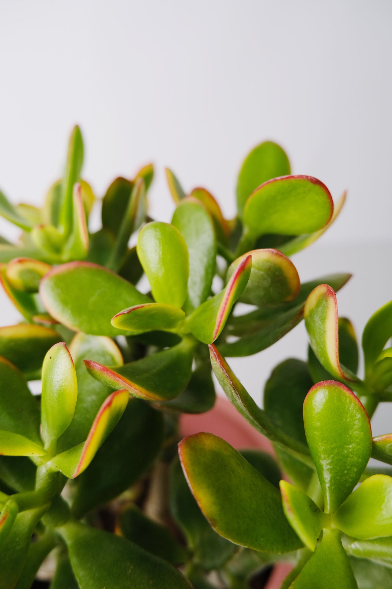 Crassula Ovata - Image 4