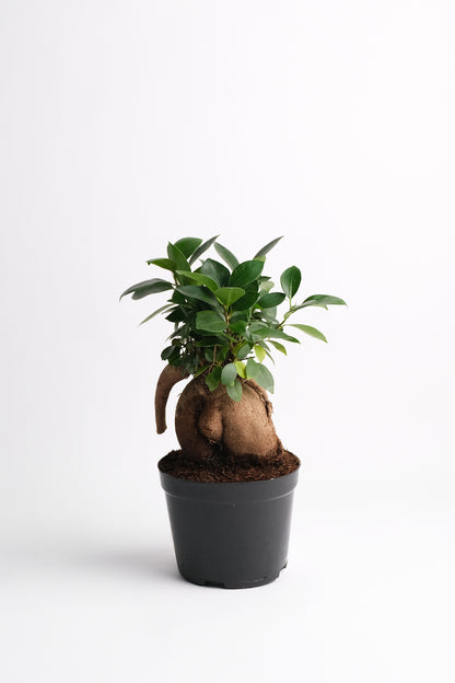 Ficus Ginseng - Image 4