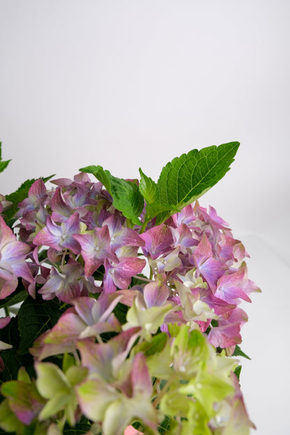 Hortensie blue - Image 4