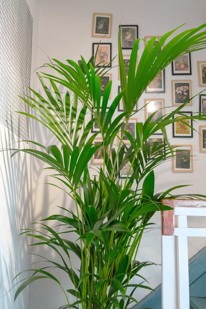 Howea Forsteriana - Image 4