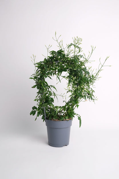 Jasmin Polyanthum