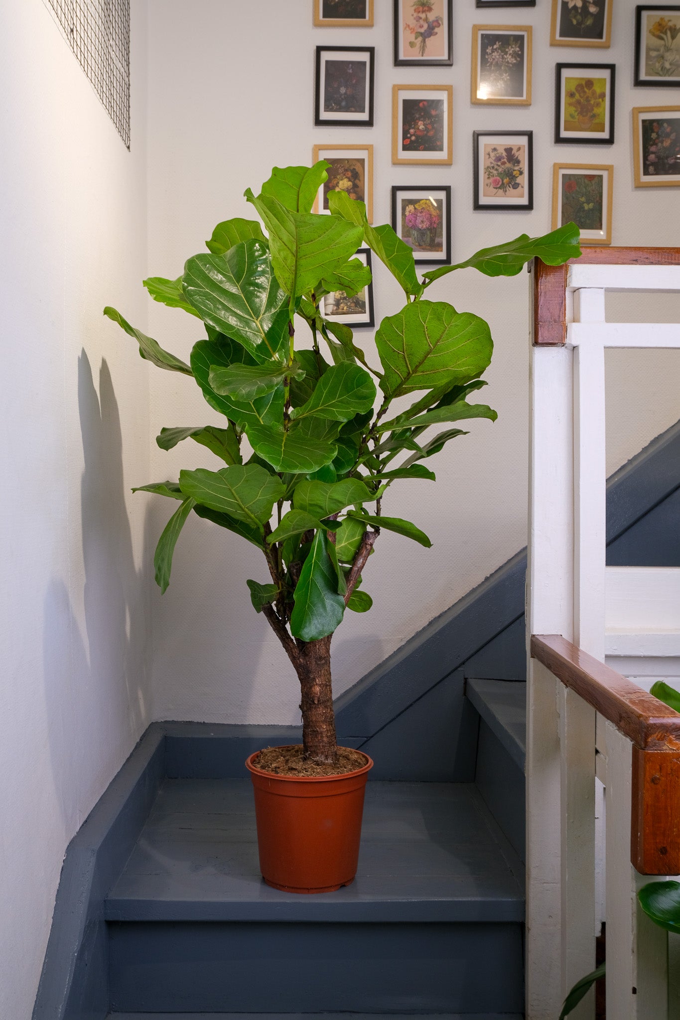 Ficus Lyrata Branched - Image 8