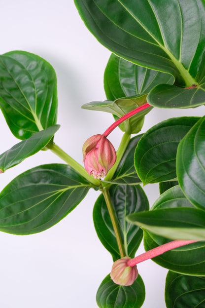 Medinilla magnifica - Image 4