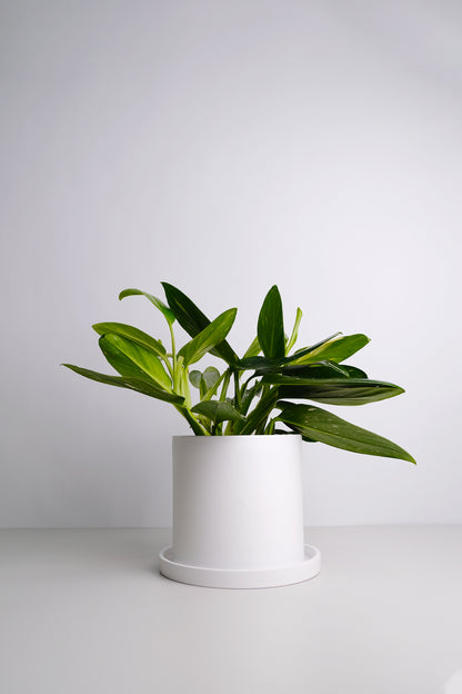 Philodendron Cobra - 4