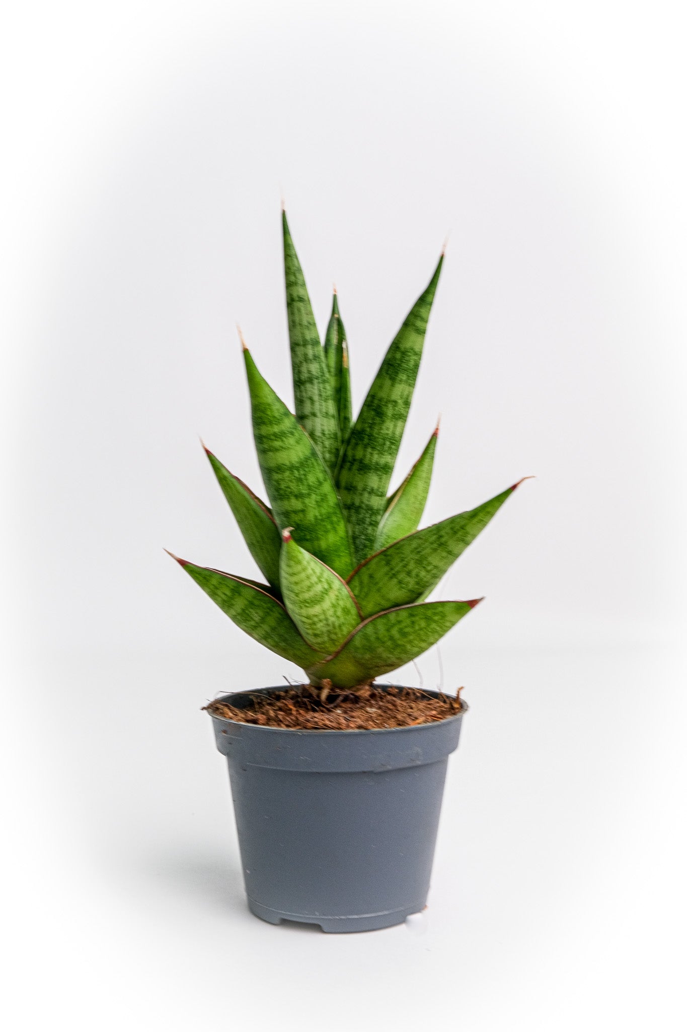 Sansevieria Mix - Image 4