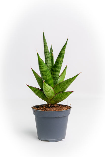 Sansevieria Mix - Image 4
