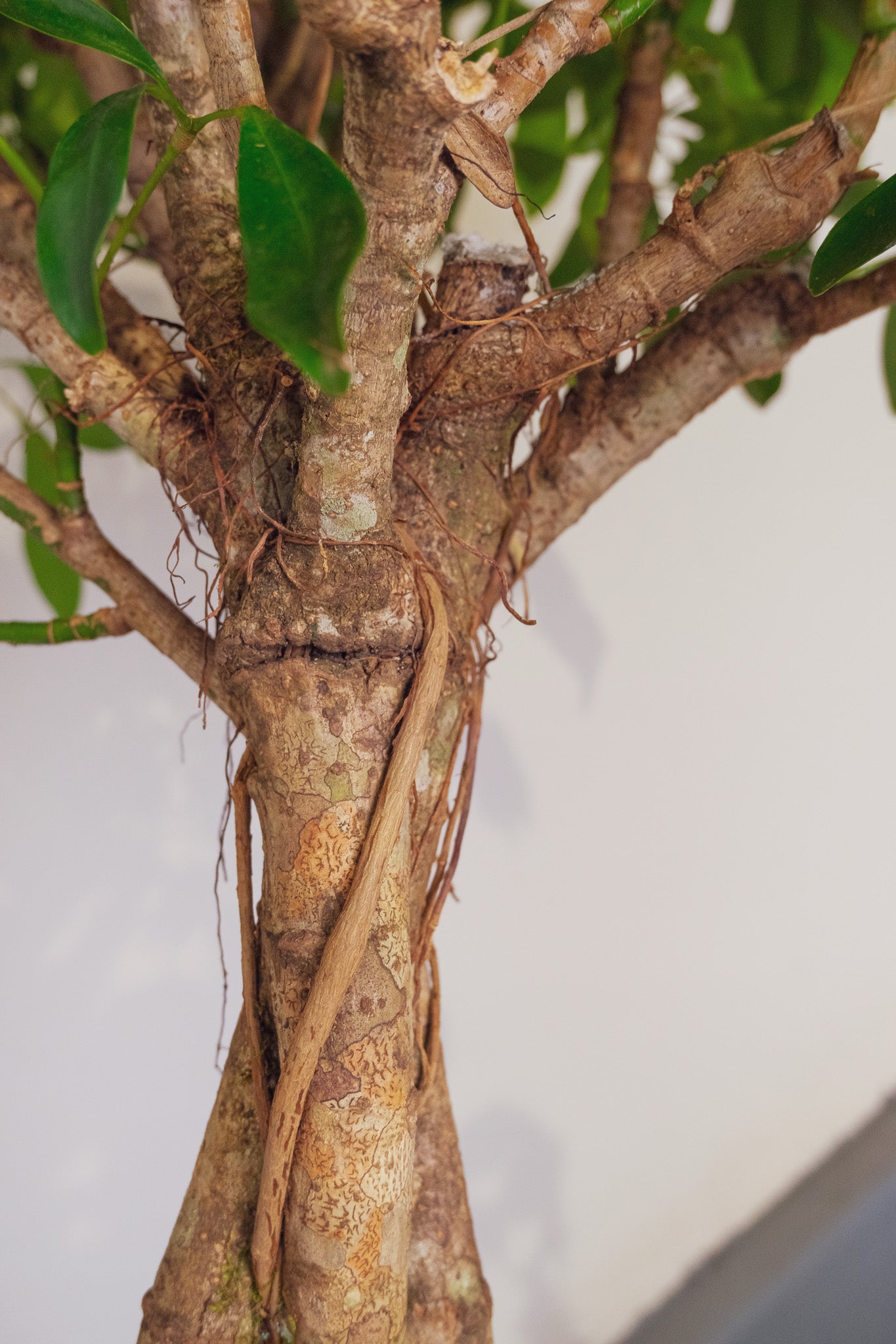 Schefflera Compacta - Image 4