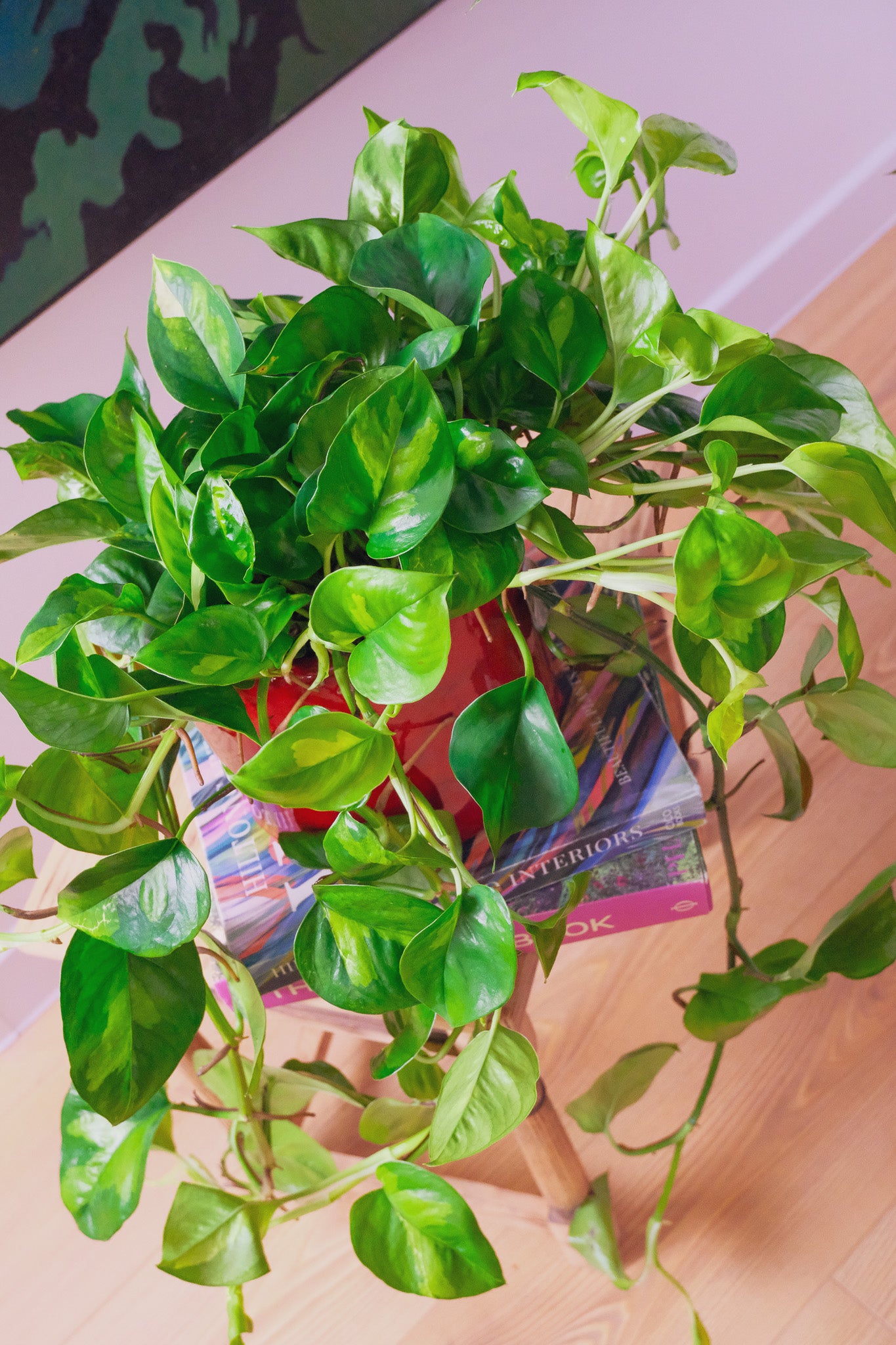 Scindapsus Global Green - 4