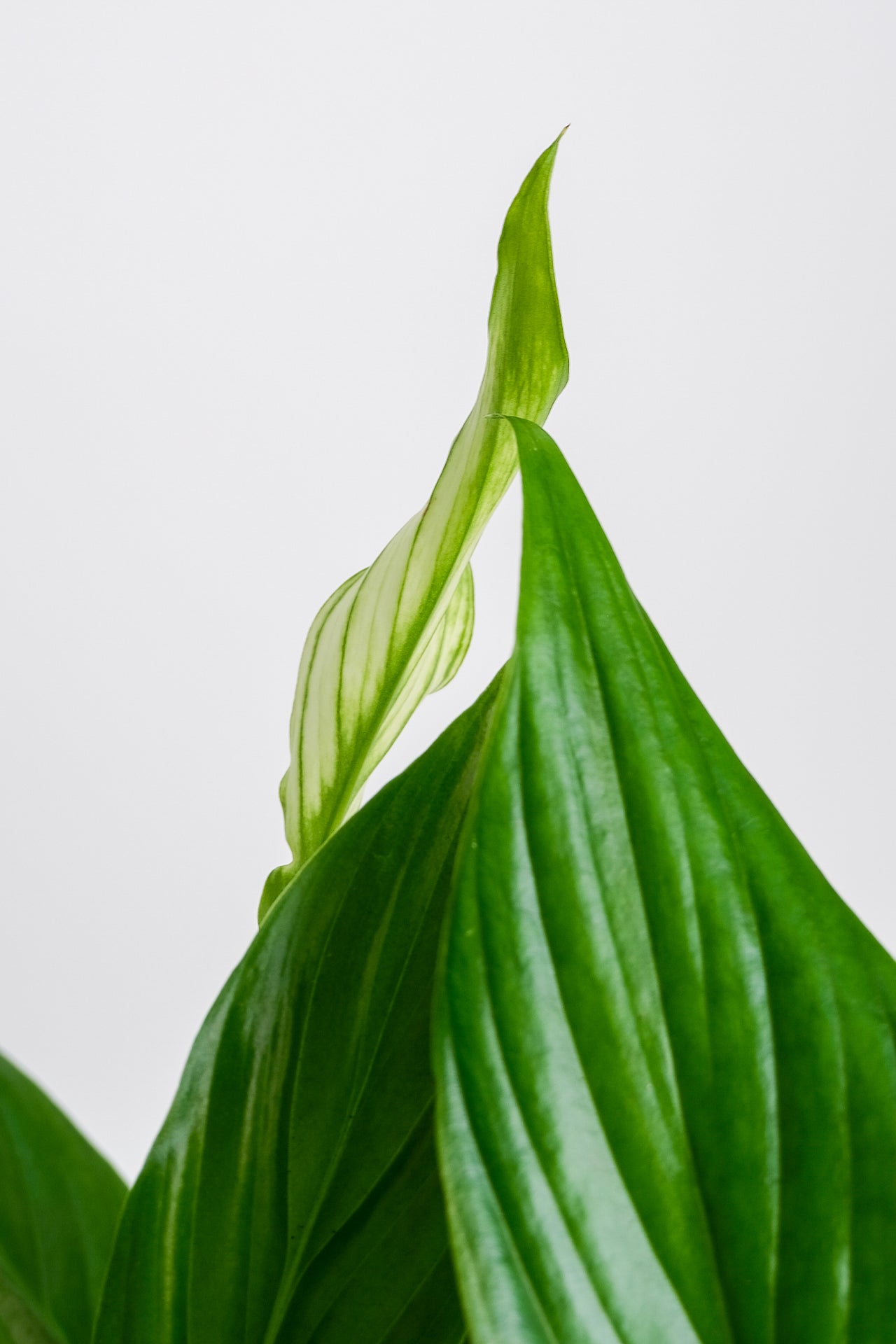 Spathiphyllum - Image 4