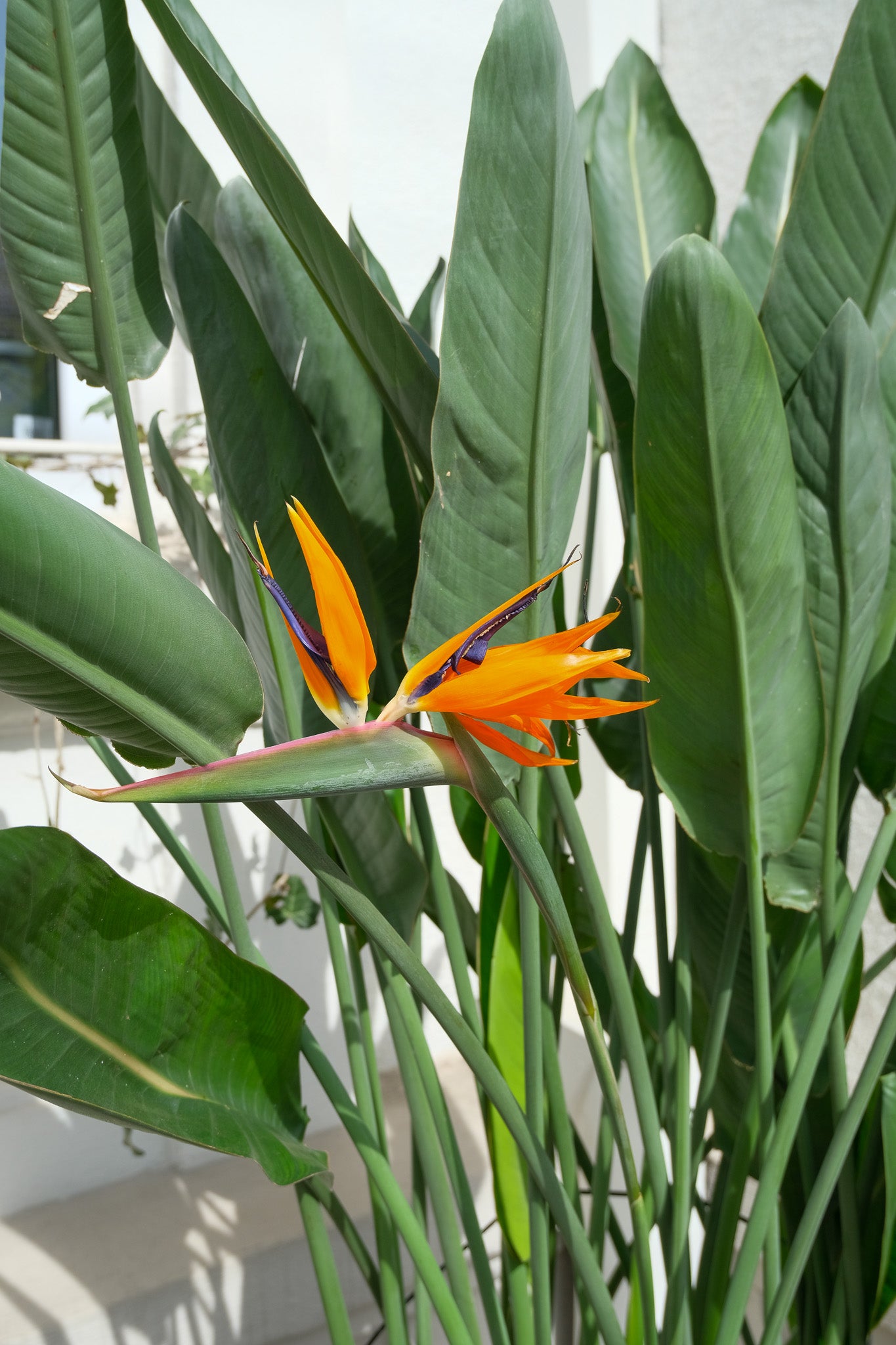 Strelitzia Reginae - Image 19