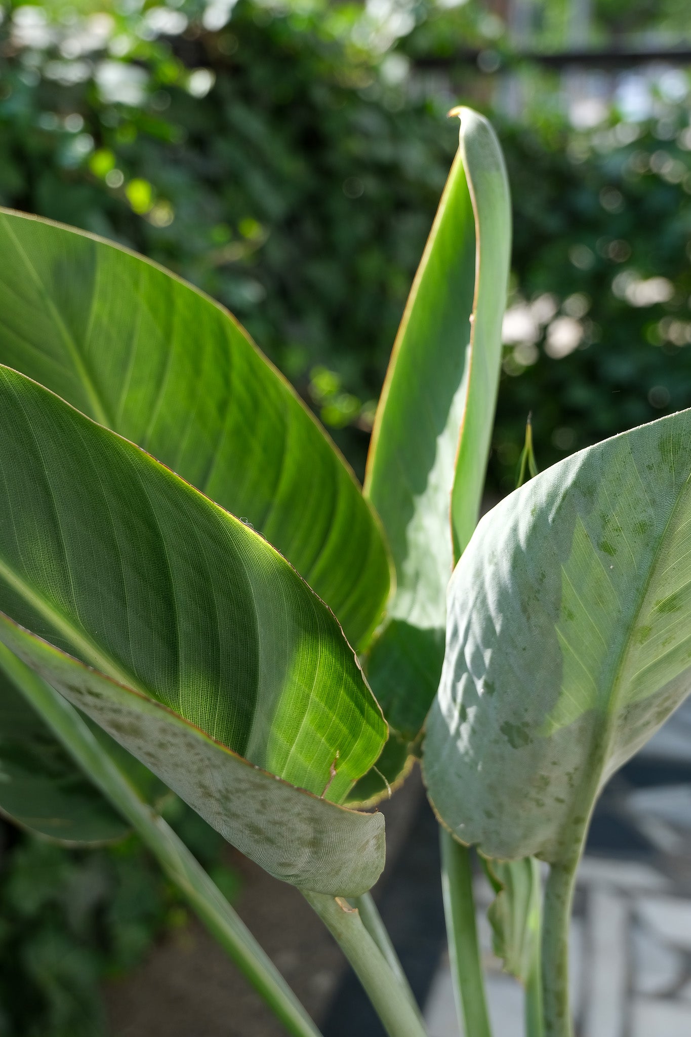 Strelitzia Reginae - Image 9