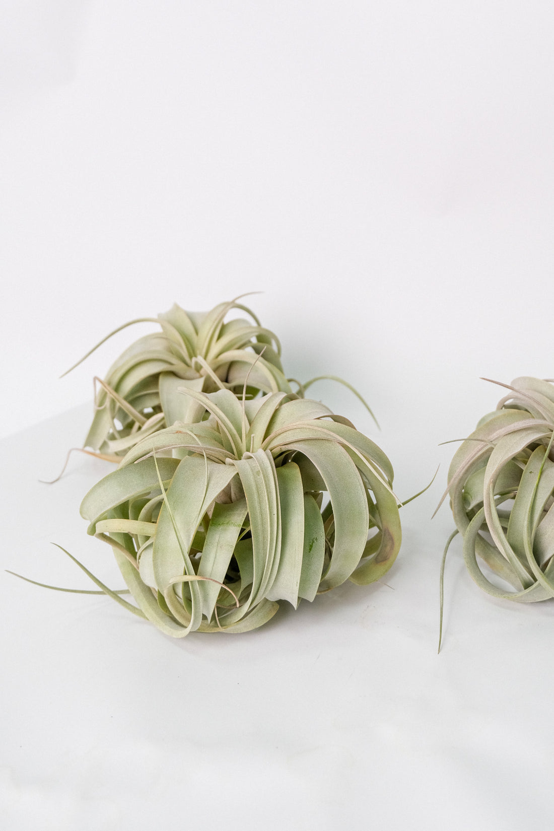 Tillandsia Xerographica