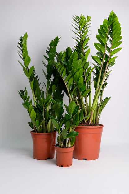 Zamioculcas - 4