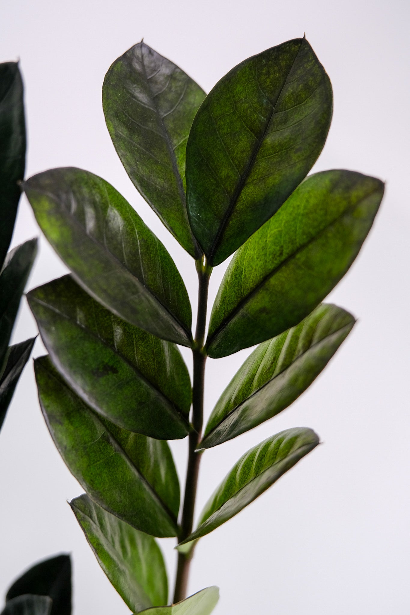 Zamioculcas Raven - 4