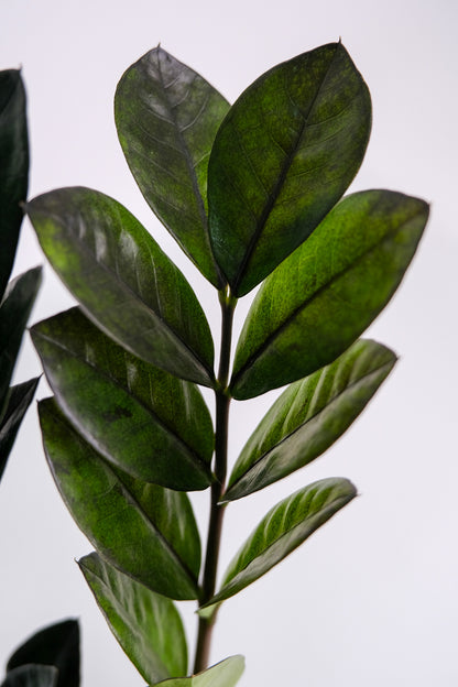 Zamioculcas Raven - 4