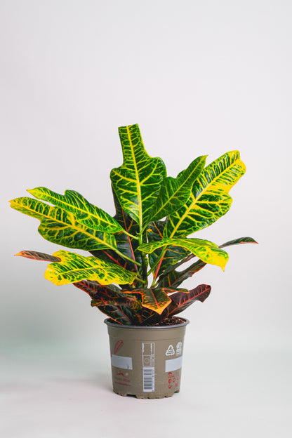 Croton Excellent - Image 4