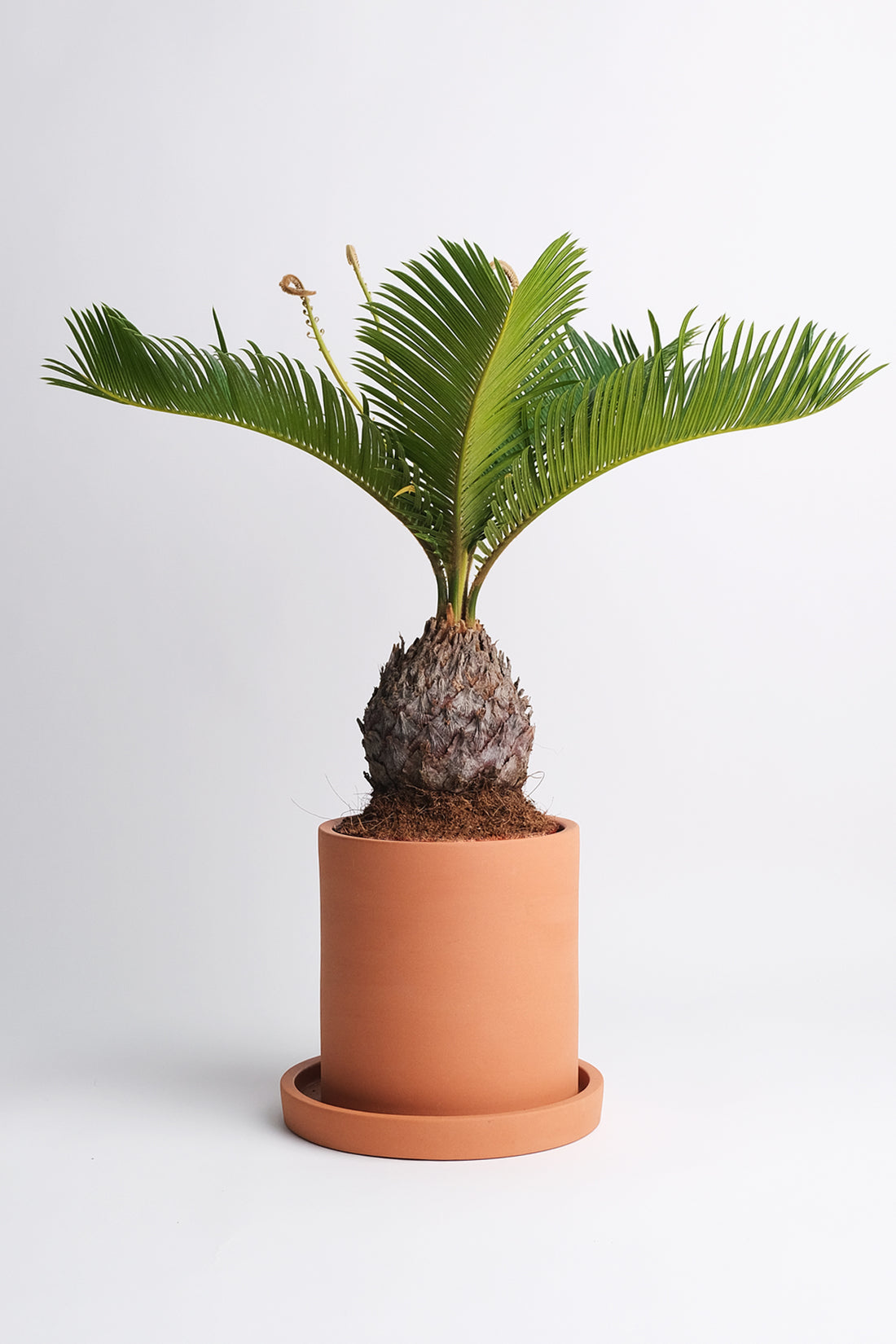 Cycas Palm - Image 4