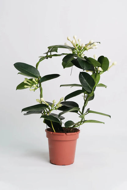 Jasmine Stephanotis
