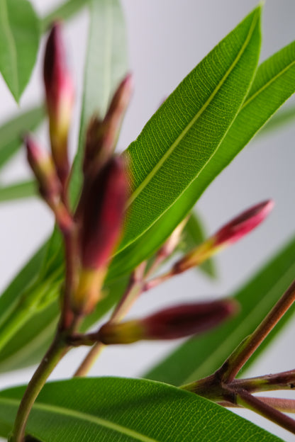 Nerium Oleander - 03_oleandru mix.jpg