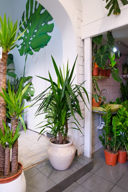 Yucca Branched - Image 4