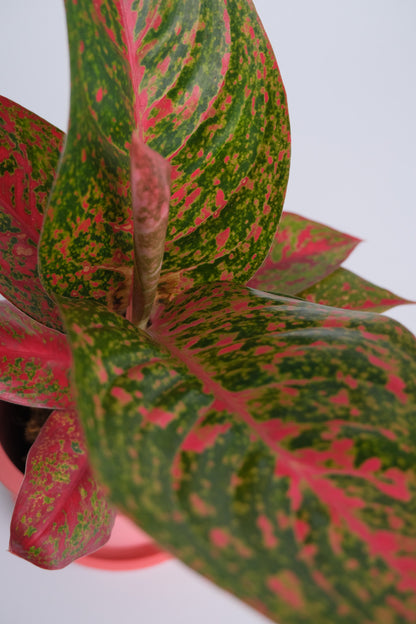 Aglaonema Red Sprinkles