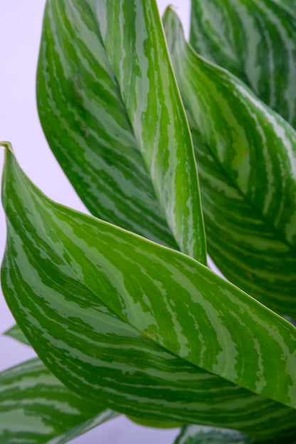 Aglaonema Stripes - 5