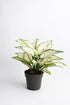 Aglaonema White Kiwi - 5