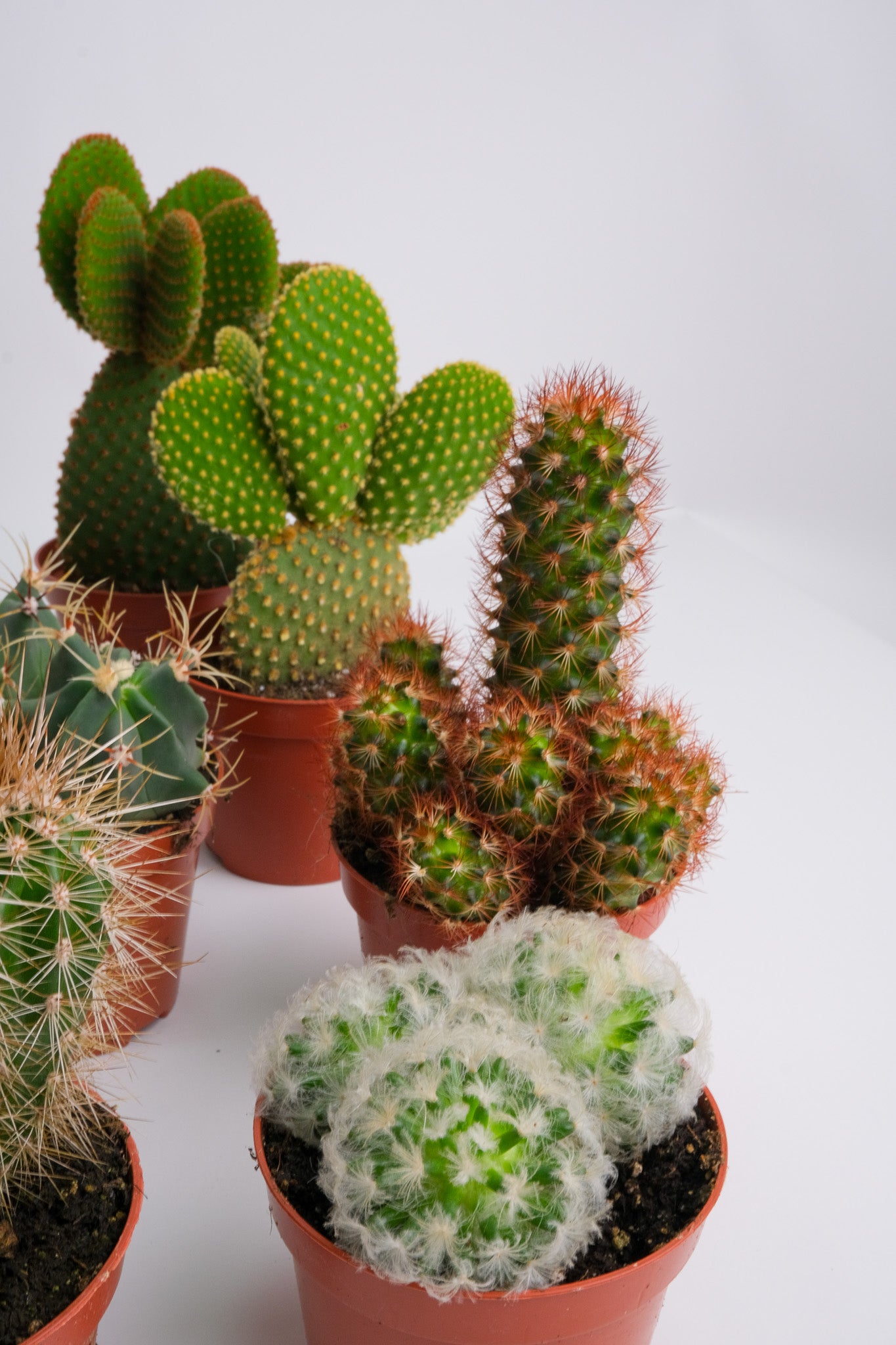 Cactus Mix - Image 5