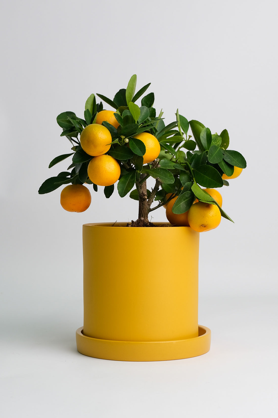 Citrus Calamondin bush - Image 5