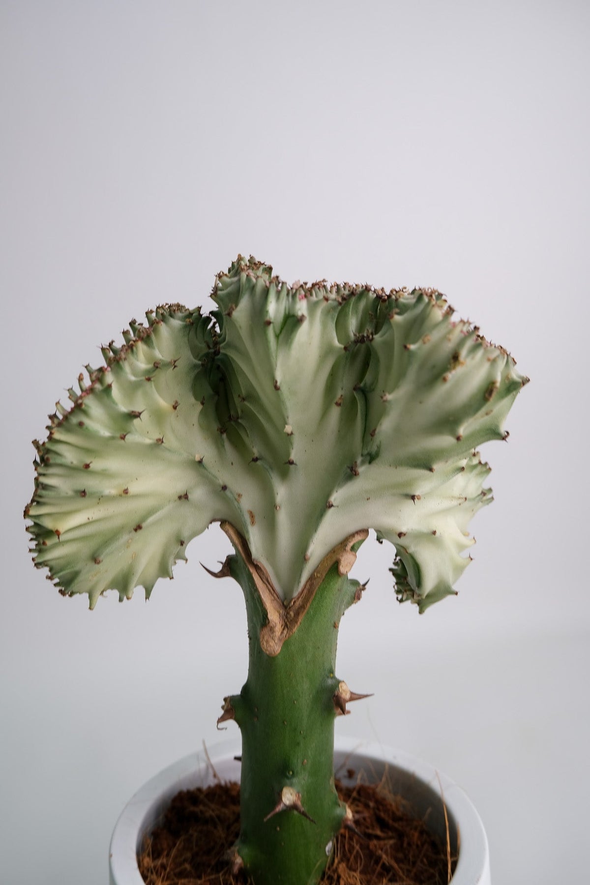 Euphorbia Lactea Cristata