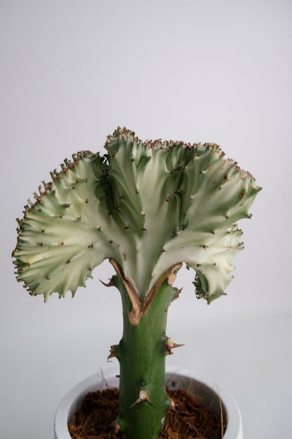 Euphorbia Lactea Cristata